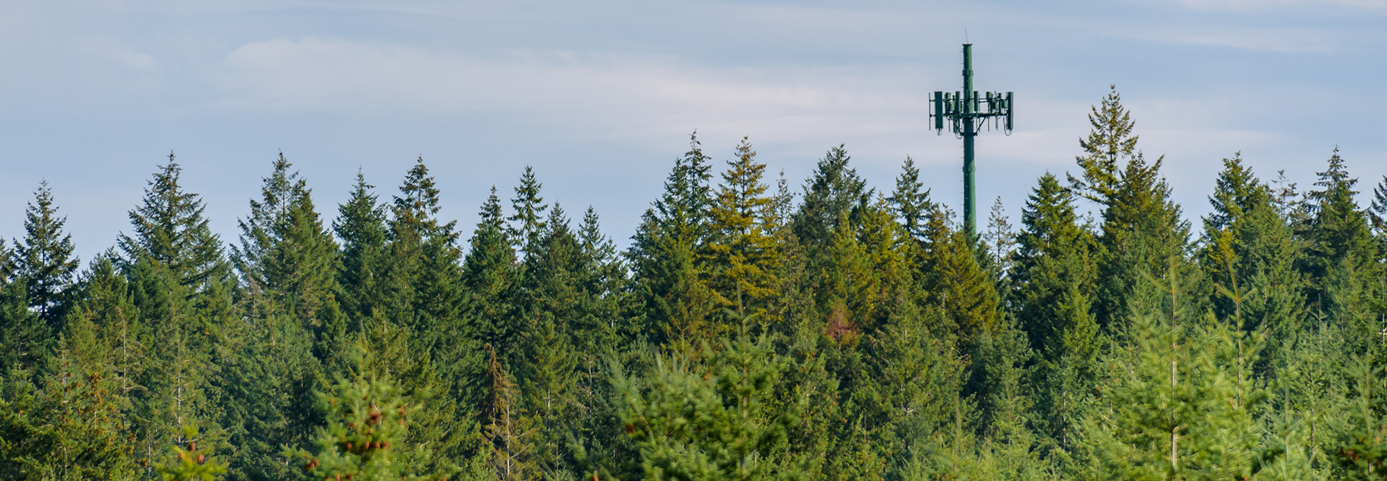 Cell tower above the treeline