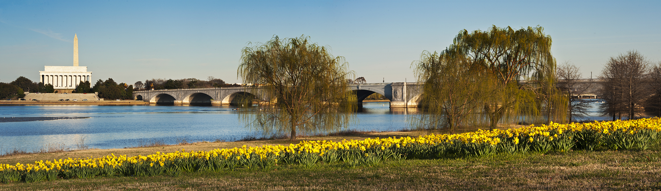 Washington Daffodils Potomac River