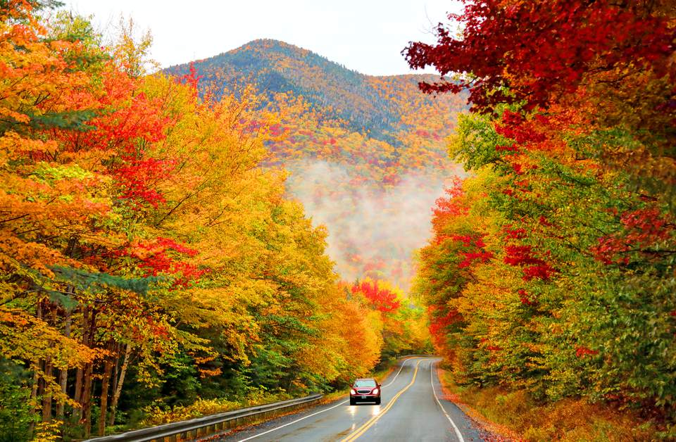 highway lined with trees and fall leaves