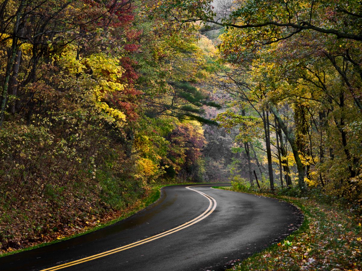 road with trees