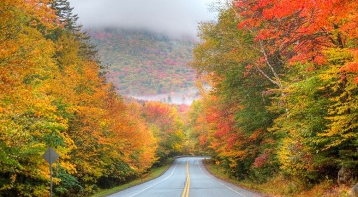 road with trees and fall leaves