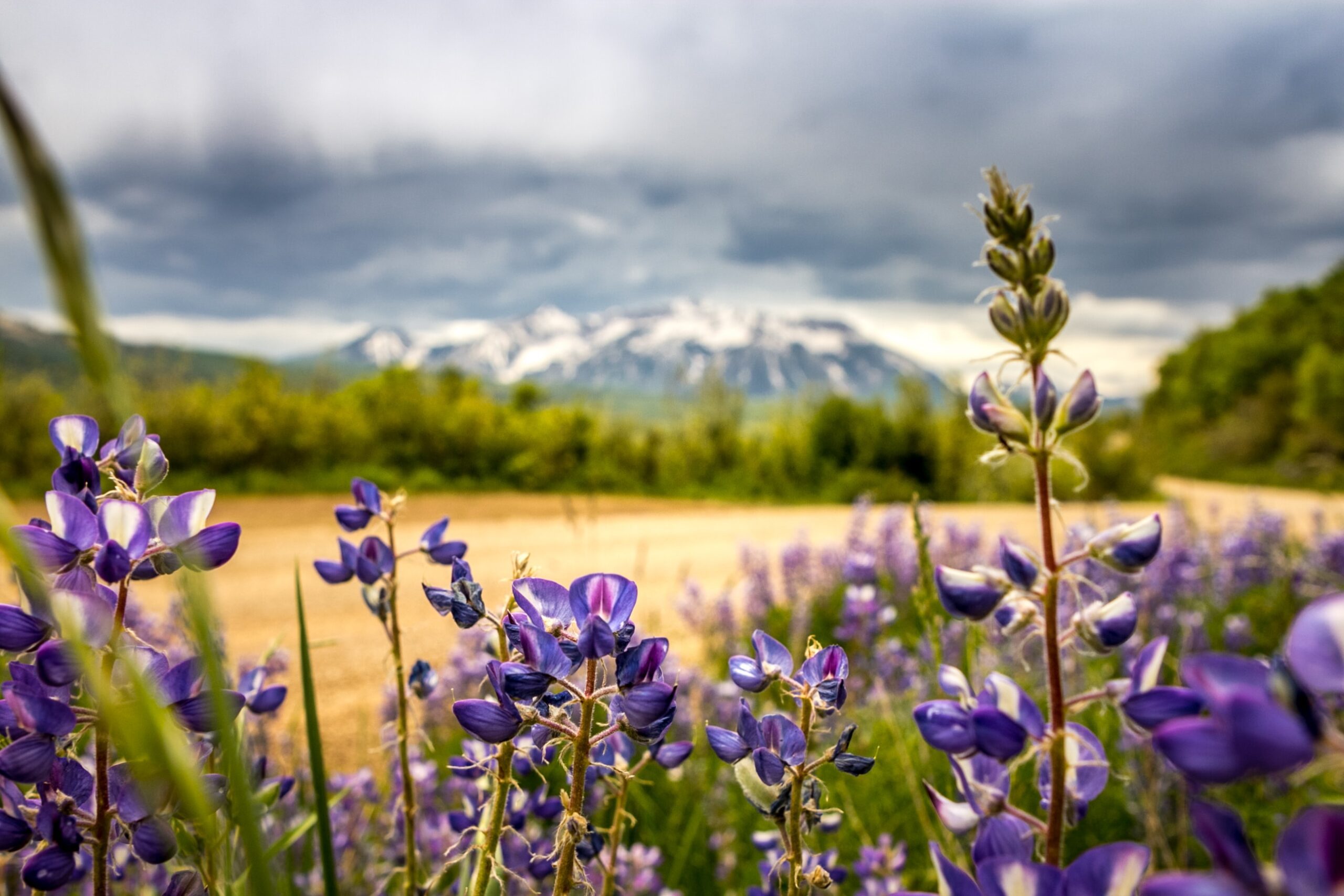 The Best Wildflower Views in the US