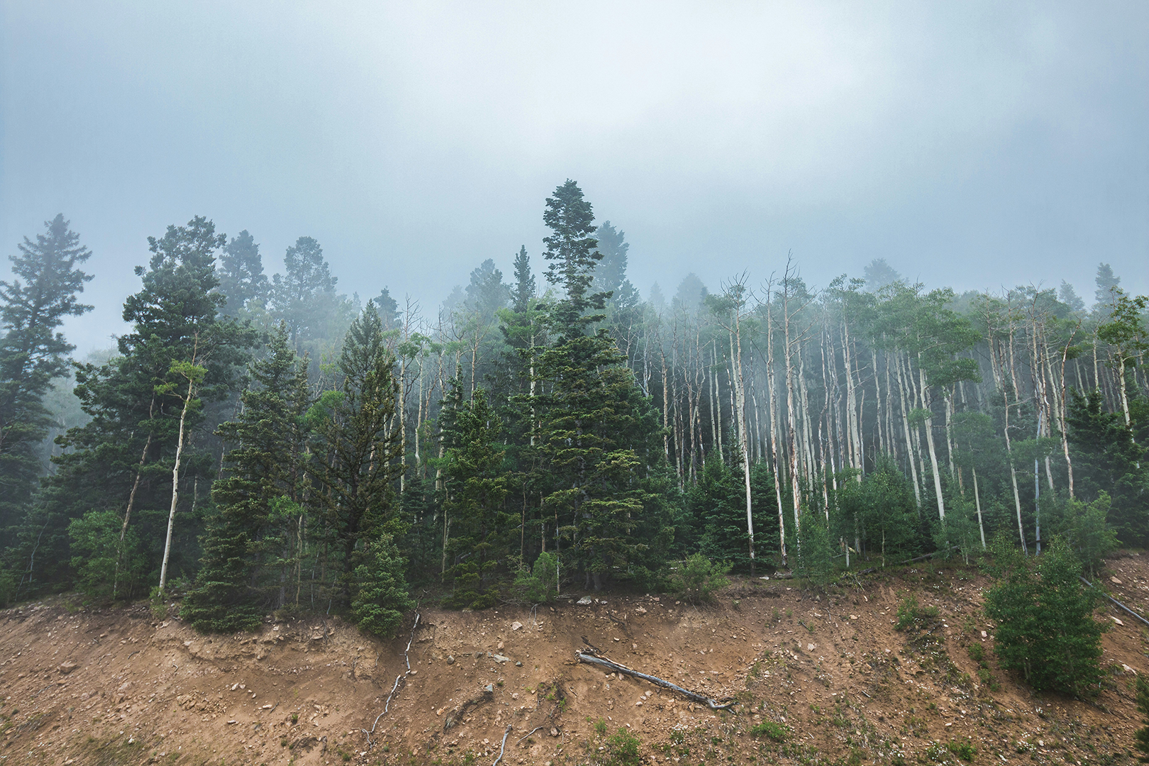 Harnessing the Power of Native Trees: A Natural Solution to Combat Erosion and Landslides